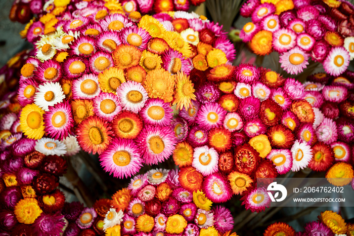 varied  color of strawflower bouquet decorated in bamboo branch