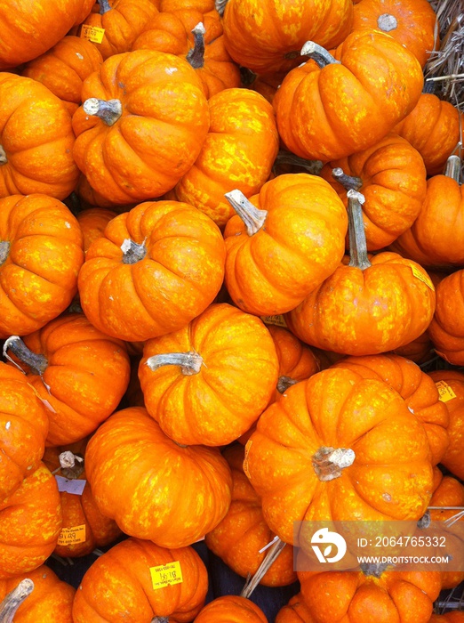 Photo fo small pumpkins