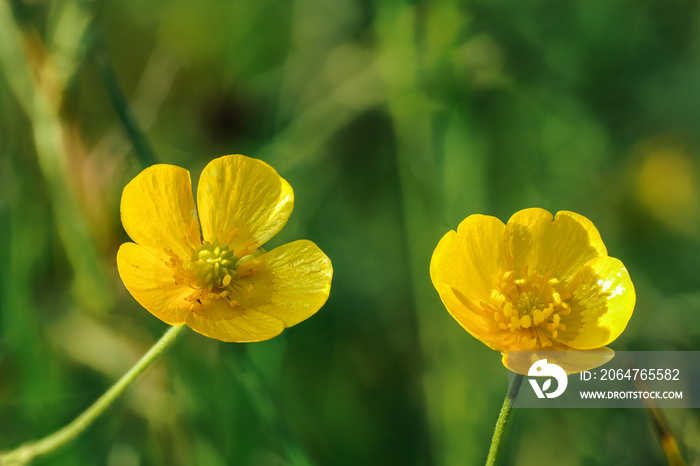 普通草地毛茛-毛茛属-亮黄色花朵，背景为绿草，clo