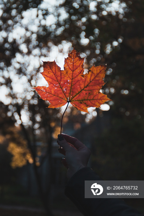 autumn leaves on the ground