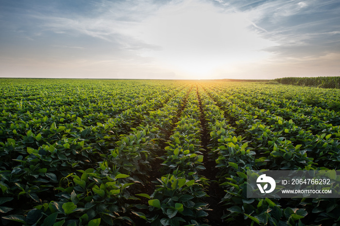 Soybean Field Rows