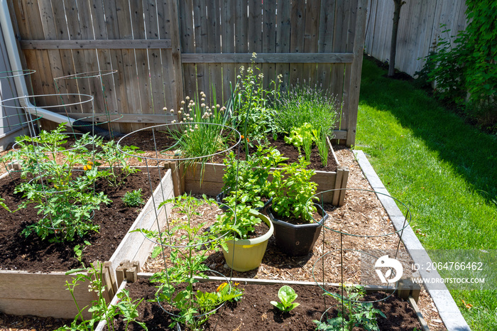 This small urban backyard garden contains square raised planting beds for growing vegetables and her