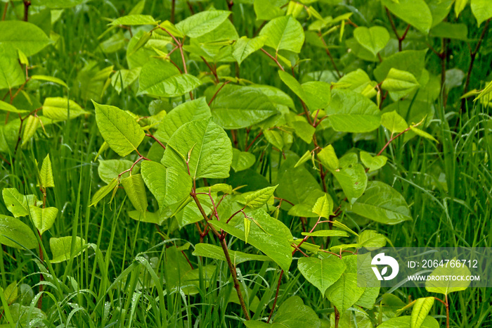 日本knotweed，一种入侵物种，接管了花园——日本法洛帕