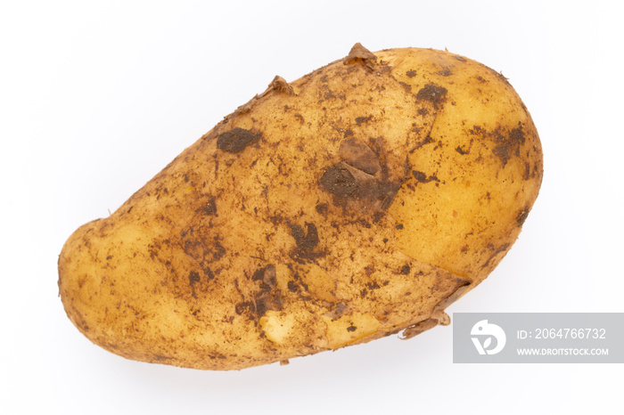 Young potato isolated on white background. Harvest new. Flat lay, top view.