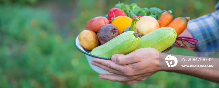 Vegetables in the hands of a man in the garden. Selective focus