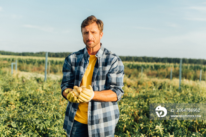 rancher in plaid shirt looking at camera while holding fresh, organic potatoes in cupped hands