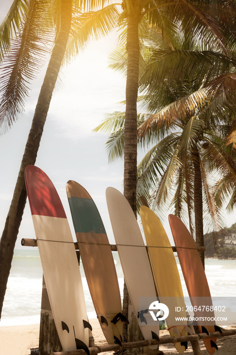 夏日海滩椰子树旁的许多冲浪板，阳光明媚，背景是蓝天。