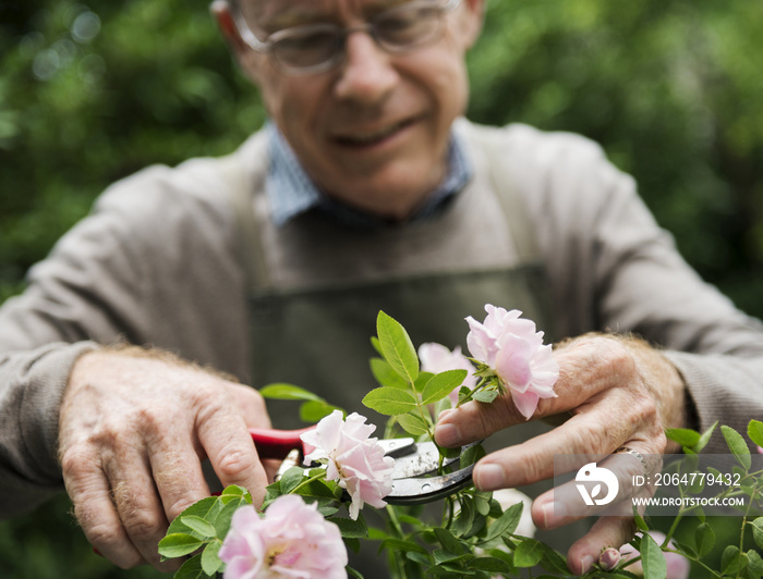 Elderly man flower gardening