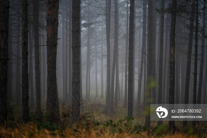 Beautiful landscape of a magical mystical forest, fog in a wild forest with tall pine trees