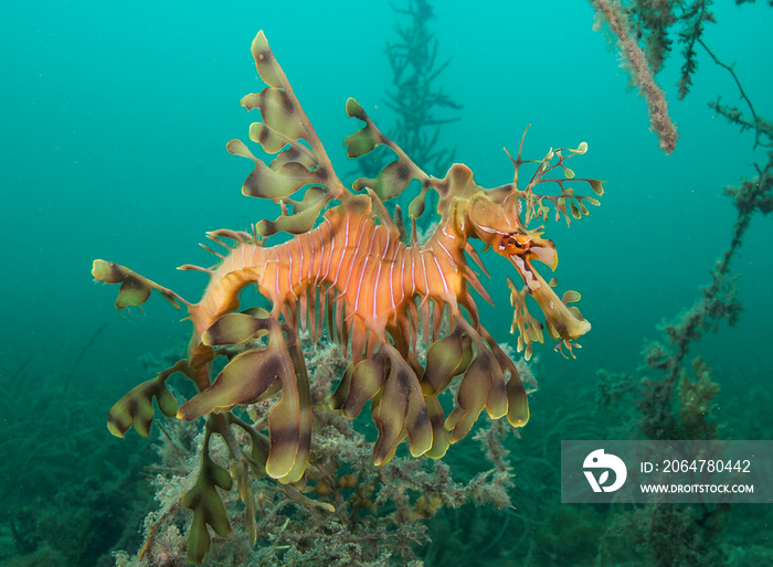 Leafy seadragon