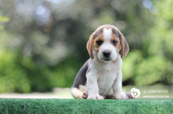 绿草上可爱的三色小猎犬