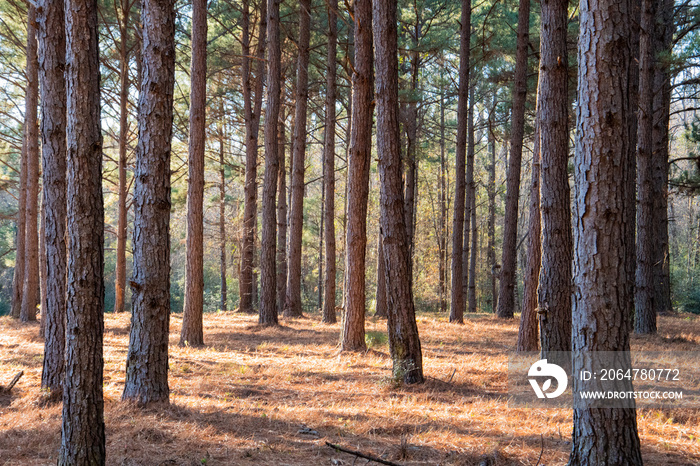 Golden sunlight filters into a forest of tall pine trees ~INTO THE FOREST~