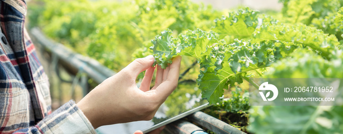 Close up, Asian beautiful farmer using tablet and holding kale’s leaf for checking good quality prod