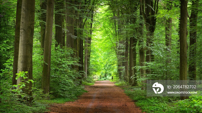 Walkway in a green spring beech forest in Leuven, Belgium. Beautiful natural tunnel. Atmospheric lan