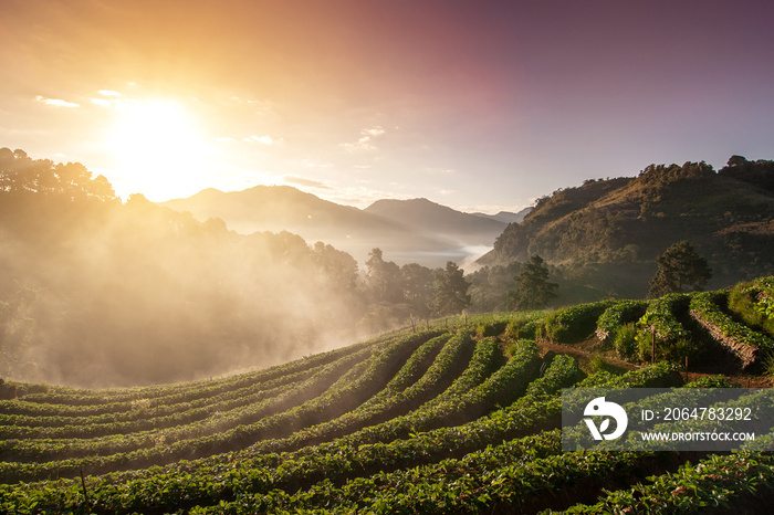 Doi Ang Khang草莓农场山上晨曦雾蒙蒙的美丽景观