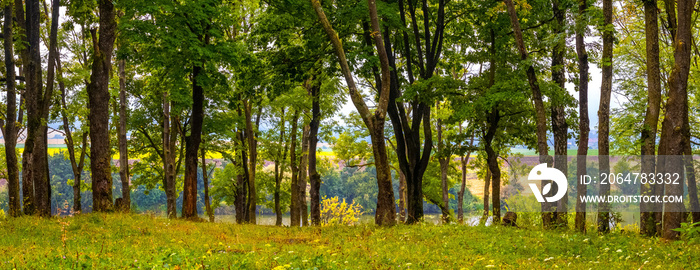 Row of trees by the river in sunny weather in summer or early autumn, panorama