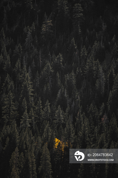 Drone view of yellow trees among the green pine trees