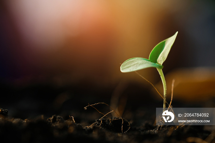 Growing young plant in garden and beautiful morning lighting. Care of the Environment - Ecological f