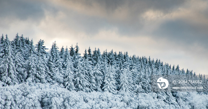 美丽的冬季景观——白雪皑皑的松林