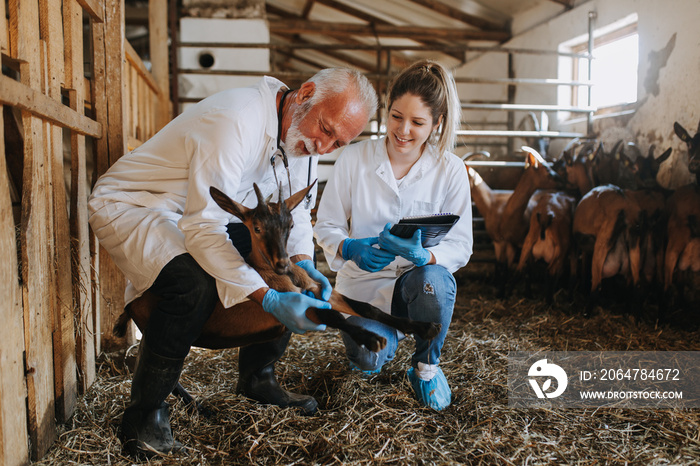 大型山羊养殖场的男兽医和女兽医正在检查山羊的健康状况。