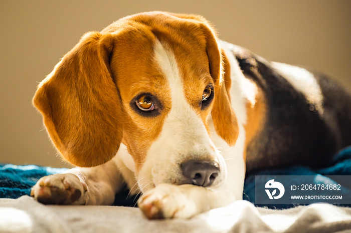 Beagle dog biting his itching skin on legs. Skin problem allergy reaction or stress reaction concept