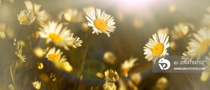 草地上的雏菊——春天的美丽自然