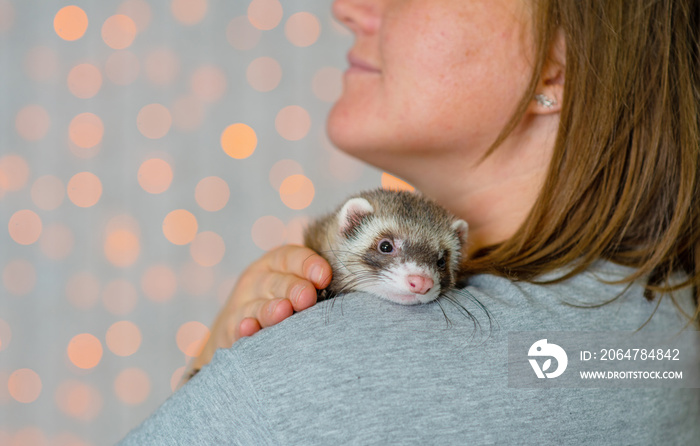 A small black and white puppy fluffy ferret lies on the shoulder of the mistress and licks its lips