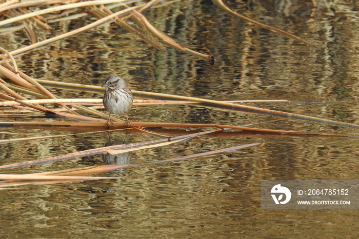 A song sparrow perched on the broken reeds that are floating in the Owens River, in Inyo County, Cal