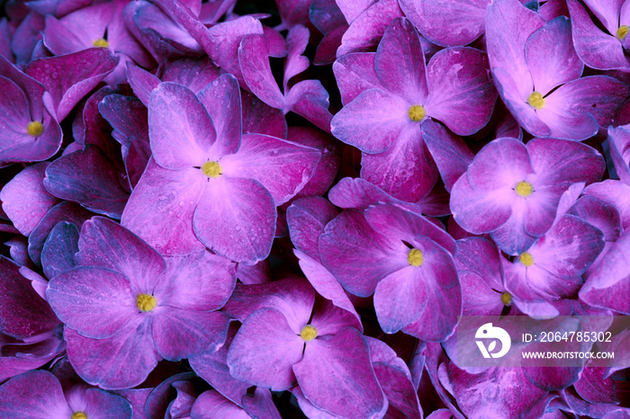 Close up of a purple hydrangea flowers.