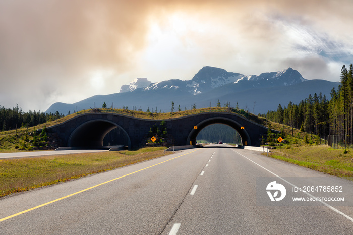 加拿大阿尔伯塔省班夫国家公园跨加拿大高速公路动物过街桥。色彩缤纷