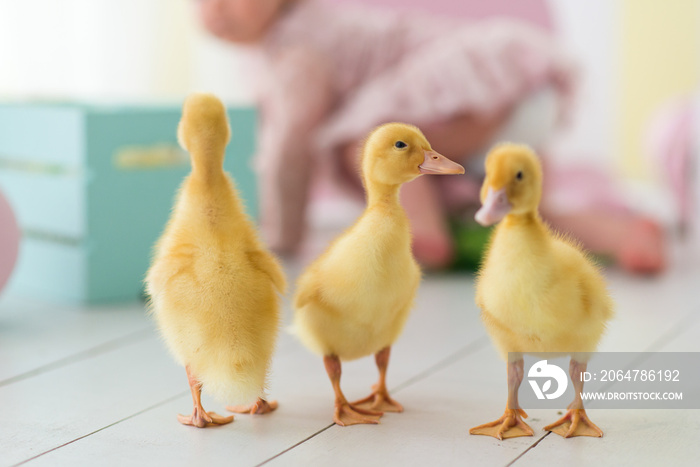 Three little beautiful yellow duckling