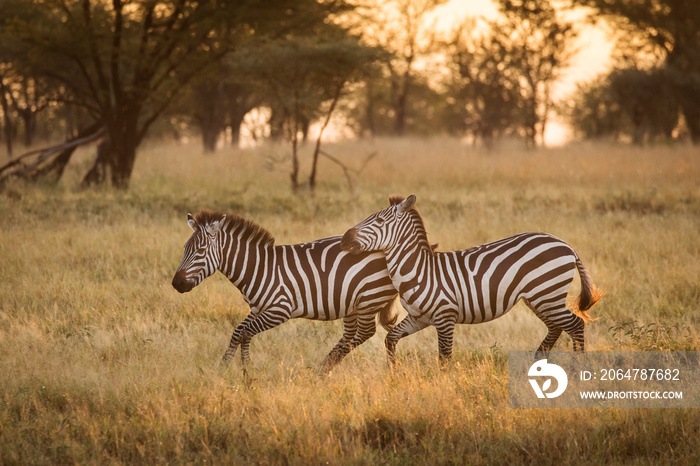 坦桑尼亚塞伦盖蒂国家公园日出之旅中，非洲斑马在美丽的风景中