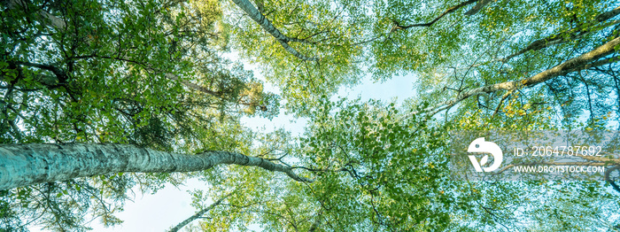 Fresh green birch trees (Betulaceae ) with blue sky. Forest summer sprig nature landscape background