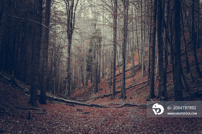 tatramountain forest in Slovakia the leaves of the trees are red in the fall on forest.