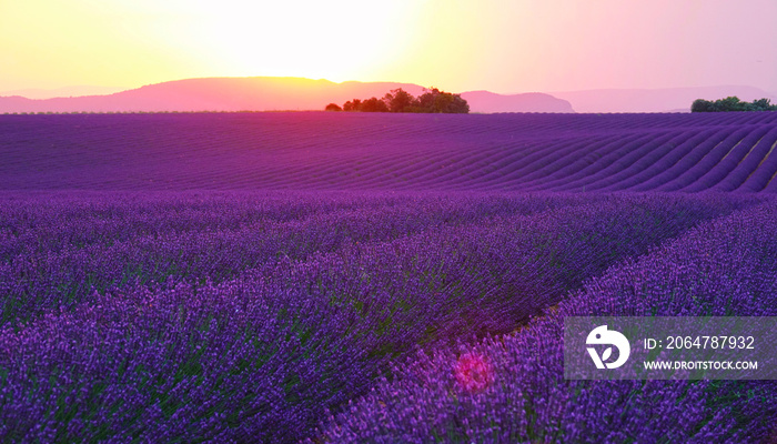 LENS FLARE: Evening sun sets behind the hills and shines on fields of lavender.