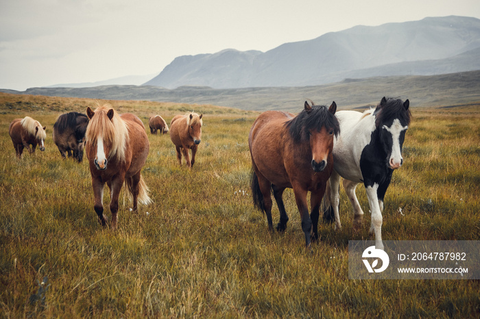 冰岛风景区自然景观领域的冰岛马。冰岛马是一个品种