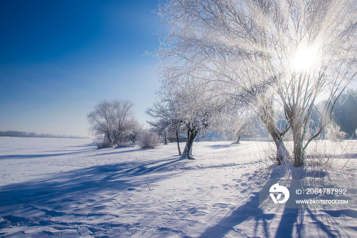 蓝天下白雪皑皑的草地上，裸露的树木被霜冻覆盖，令人惊叹的冬季景色