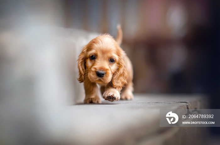 英国可卡犬可爱的姜黄色小狗有趣的照片表情看起来很漂亮的肖像