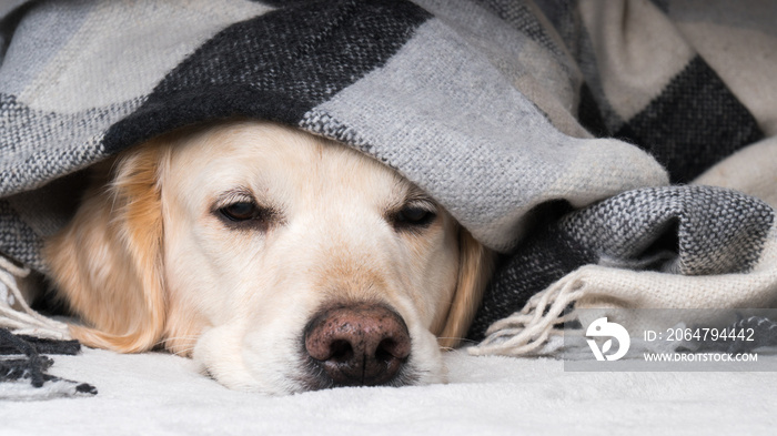 Cute young golden retriever dog  warms under cozy black, gray and white tartan plaid in cold winter 