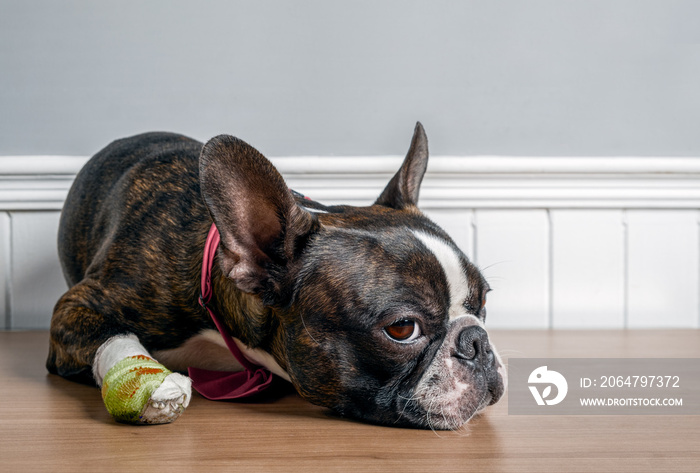 Boston terrier dog with injury and bandage in paw lying down and resting with sad face