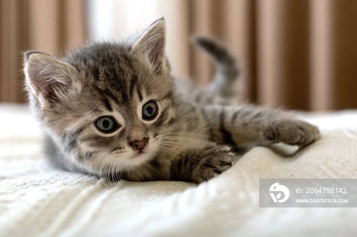 可爱的虎斑猫躺在家里的白色格子上。新生小猫，幼猫，儿童动物和猫的概念。