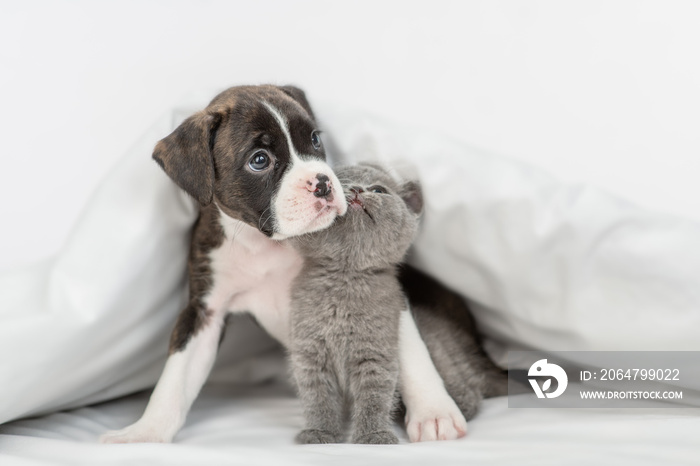 友好的德国拳击手小狗在家里的床上用温暖的白色毯子拥抱小猫