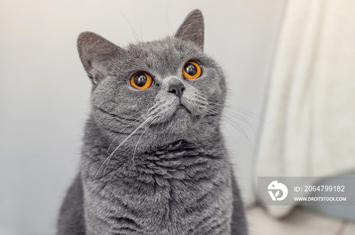 British shorthair cat, domestic cat, cat in the house looks up