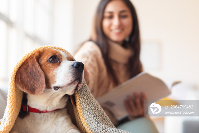 可爱的比格犬，主人在家秋日