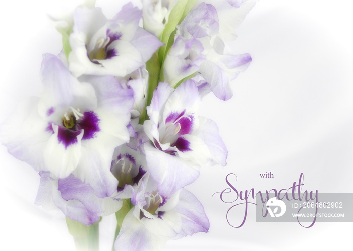 白色和紫色的唐菖蒲花隔离在白色背景上，焦点柔和。同情问候车