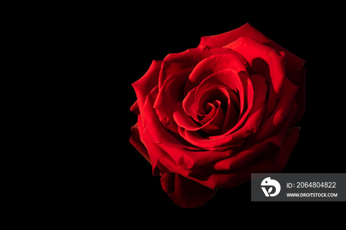 Beautiful red rose on the black background | PNG