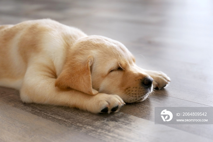 可爱的拉布拉多寻回犬小狗睡在家里的地板上
