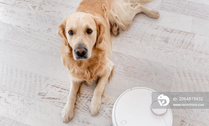 Golden retriever dog at home interior