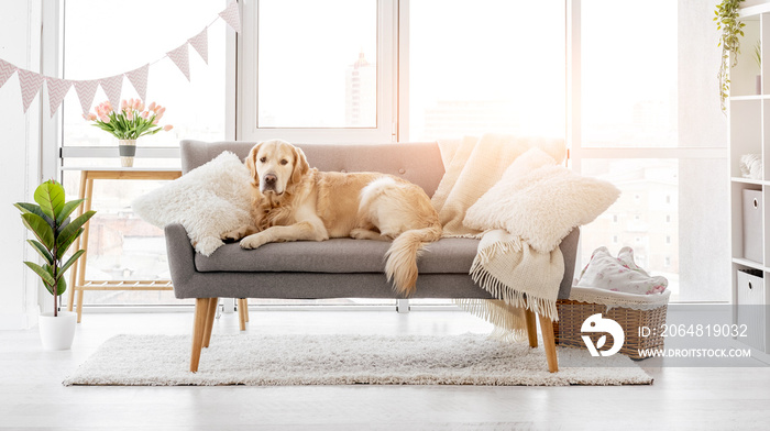 Golden retriever dog at home interior