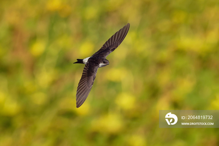 Common House-Martin - Delichon urbicum black and white flying bird eating and hunting insects, also 
